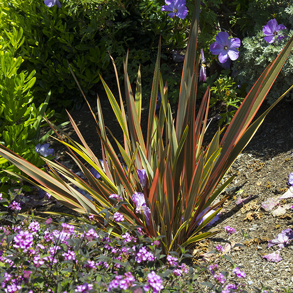 Sundowner New Zealand Flax - Phormium 'Sundowner'