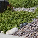 dwarf-elephant-food-portulacaria-afra-prostrata