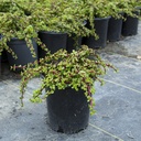 dwarf-elephant-food-portulacaria-afra-prostrata