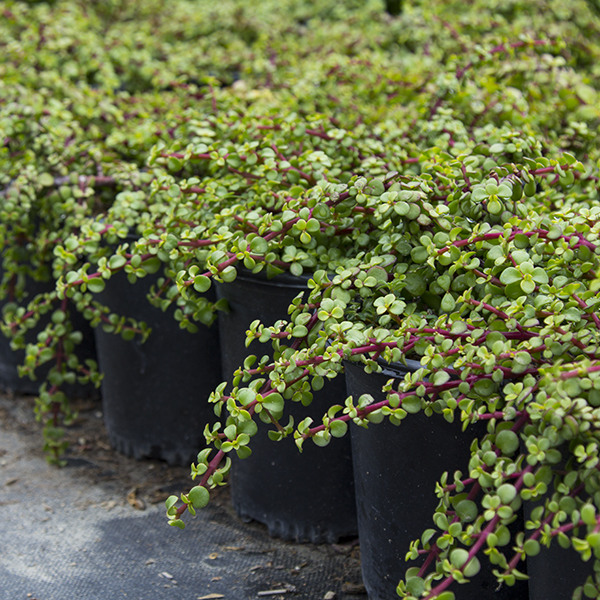 dwarf-elephant-food-portulacaria-afra-prostrata