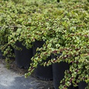 dwarf-elephant-food-portulacaria-afra-prostrata