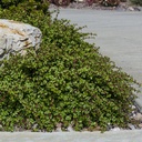 dwarf-elephant-food-portulacaria-afra-prostrata