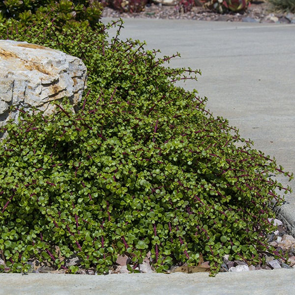 Dwarf Elephant Food - Portulacaria afra 'Prostrata'