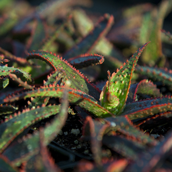 christmas-carol-aloe-aloe-christmas-carol
