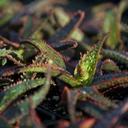 christmas-carol-aloe-aloe-christmas-carol