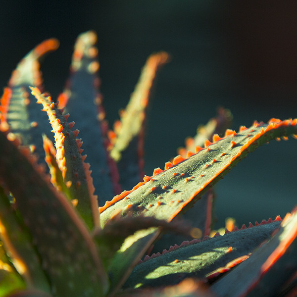 christmas-carol-aloe-aloe-christmas-carol