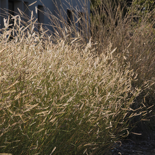 blonde-ambition-blue-grama-grass-bouteloua-gracilis-blonde-ambition