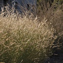 blonde-ambition-blue-grama-grass-bouteloua-gracilis-blonde-ambition