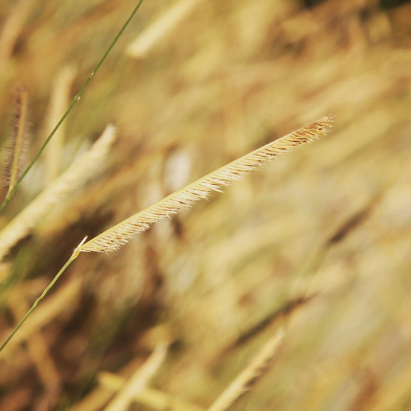 blonde-ambition-blue-grama-grass-bouteloua-gracilis-blonde-ambition