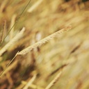 blonde-ambition-blue-grama-grass-bouteloua-gracilis-blonde-ambition