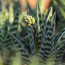 tiger-aloe-aloe-variegata
