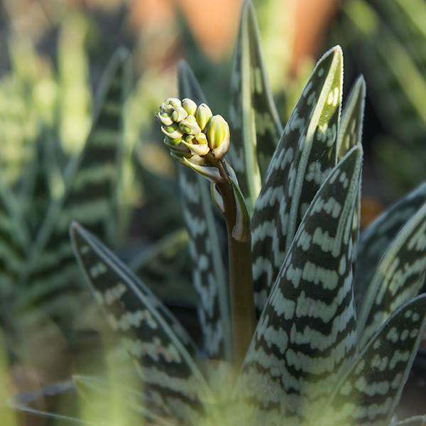 Tiger Aloe - Aloe variegata
