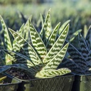 tiger-aloe-aloe-variegata