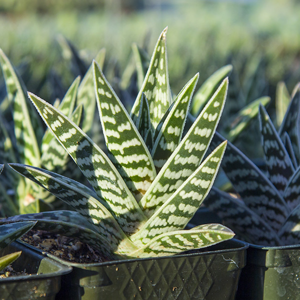 Tiger Aloe - Aloe variegata