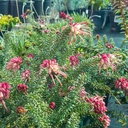 grevillea-lanigera-coastal-gem-woolly-grevillea