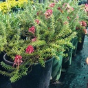 grevillea-lanigera-coastal-gem-woolly-grevillea