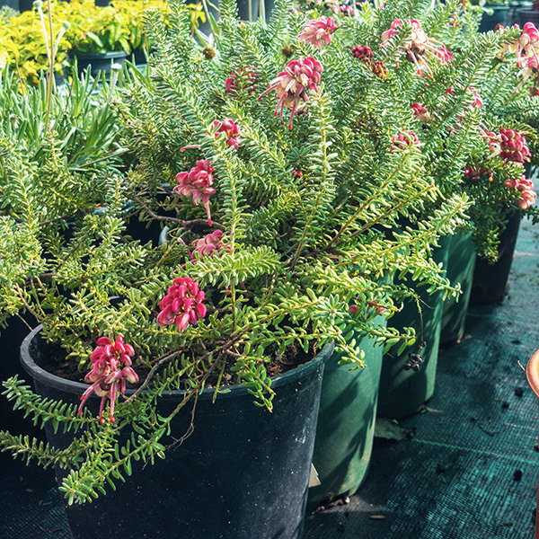 Woolly Grevellia - Grevillea lanigera 'Coastal Gem'