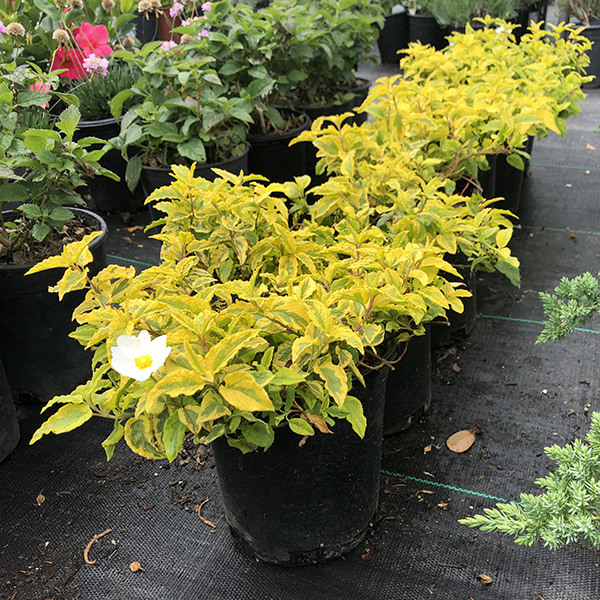mickey-rockrose-cistus-x-hybridus-mickey