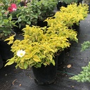 mickey-rockrose-cistus-x-hybridus-mickey