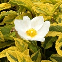 mickey-rockrose-cistus-x-hybridus-mickey