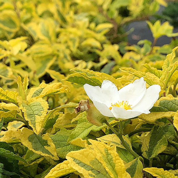 mickey-rockrose-cistus-x-hybridus-mickey