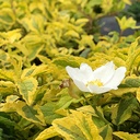 mickey-rockrose-cistus-x-hybridus-mickey