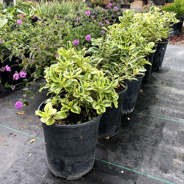 dwarf-variegated-mirror-plant-coprosma-repens-marble-queen