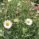 santa-barbara-daisy-erigeron-karvinskianus