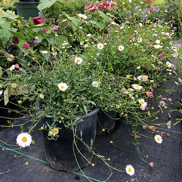 santa-barbara-daisy-erigeron-karvinskianus