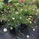 santa-barbara-daisy-erigeron-karvinskianus