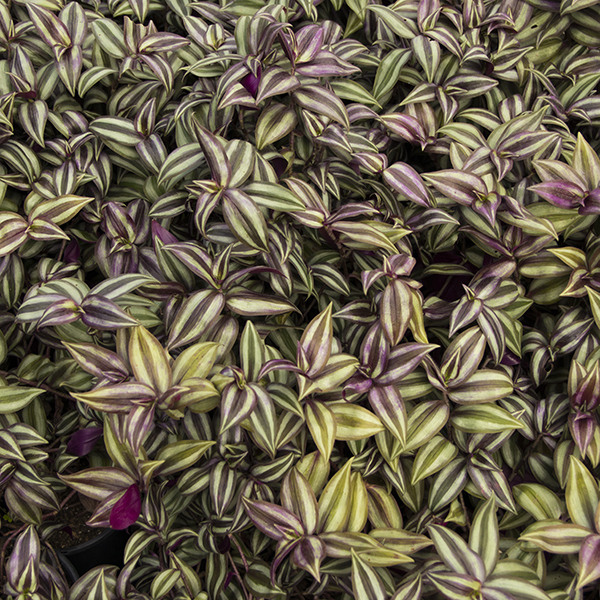 wandering-jew-tradescantia-zebrina