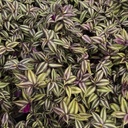 wandering-jew-tradescantia-zebrina