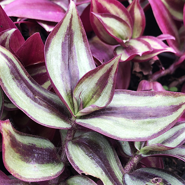 wandering-jew-tradescantia-zebrina