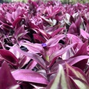 wandering-jew-tradescantia-zebrina