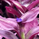 wandering-jew-tradescantia-zebrina