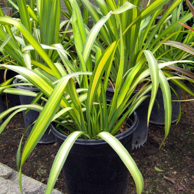 new-zealand-flax-phormium-yellow-wave