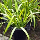 new-zealand-flax-phormium-yellow-wave