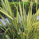 new-zealand-flax-phormium-yellow-wave