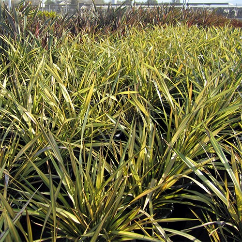 new-zealand-flax-phormium-yellow-wave