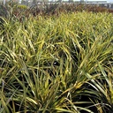 new-zealand-flax-phormium-yellow-wave