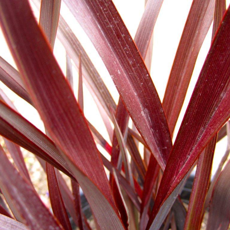 new-zealand-flax-phormium-amazing-red