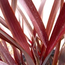new-zealand-flax-phormium-amazing-red