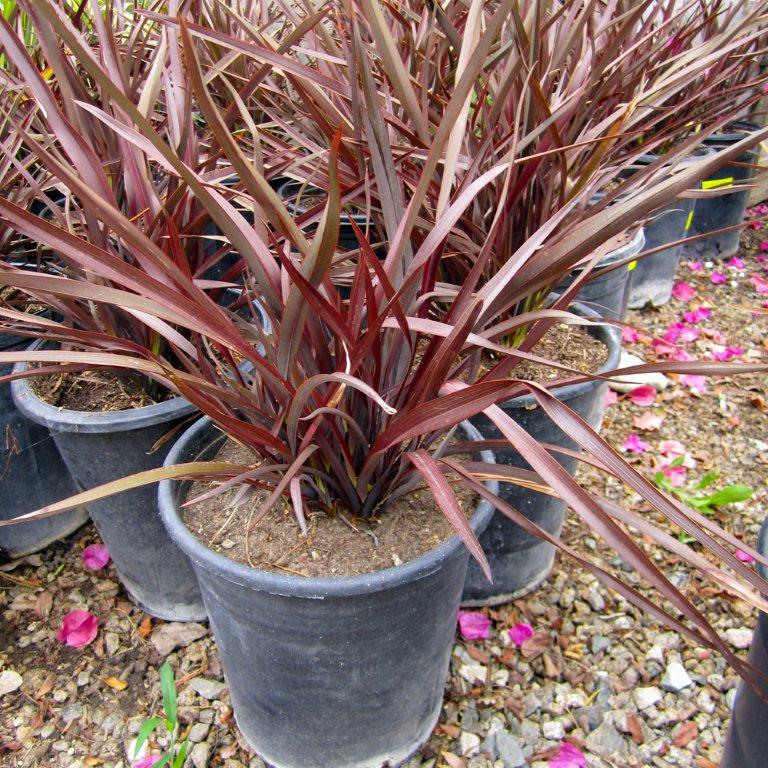 New Zealand Flax - Phormium 'Amazing Red'