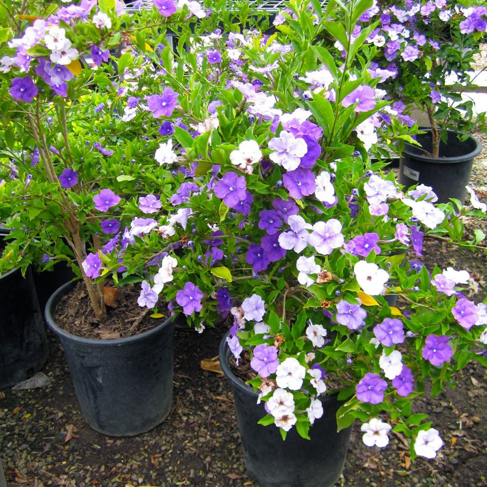 yesterday-today-and-tomorrow-brunfelsia-pauciflora