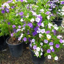 yesterday-today-and-tomorrow-brunfelsia-pauciflora