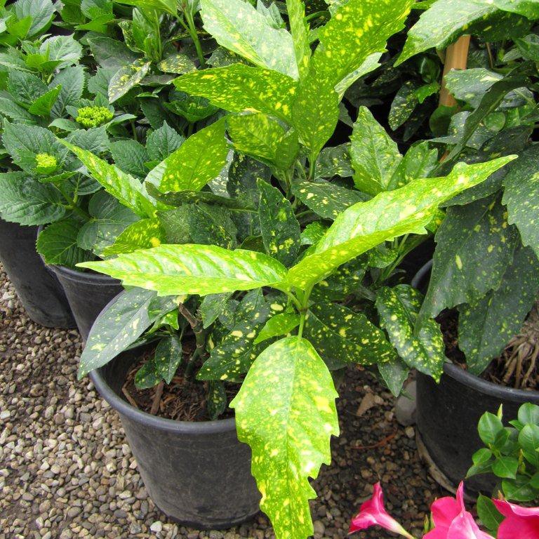 Gold Dust Plant - Aucuba japonica 'Variegata'