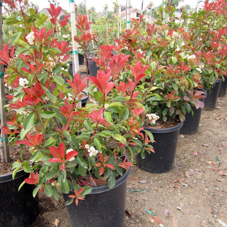 fraser-photinia-photinia-x-fraseri