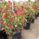 fraser-photinia-photinia-x-fraseri