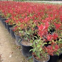 fraser-photinia-photinia-x-fraseri