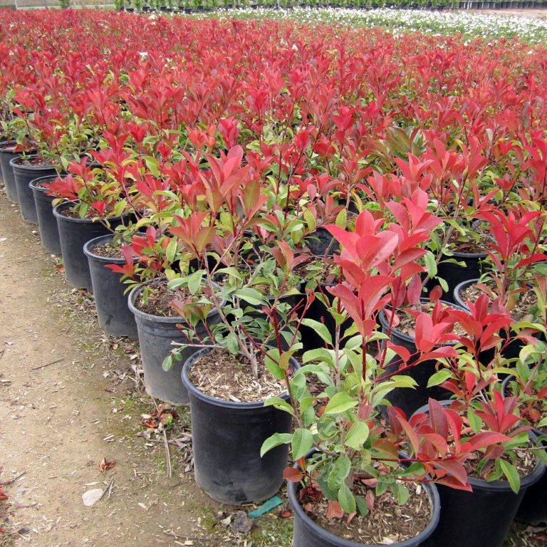 Fraser Photinia - Photinia x fraseri